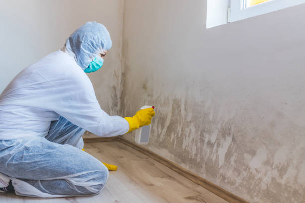 Black mold inspection in Allston