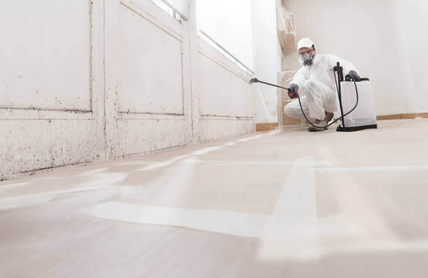 Black mold remediation team in Allston