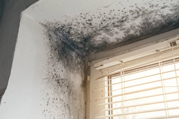 Mold Removal service in Allston